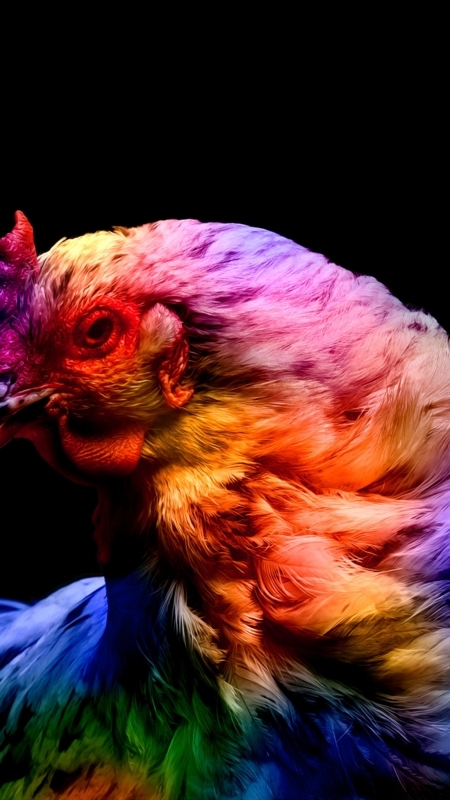 Colorful Chicken Feather Close-Up on Black Background