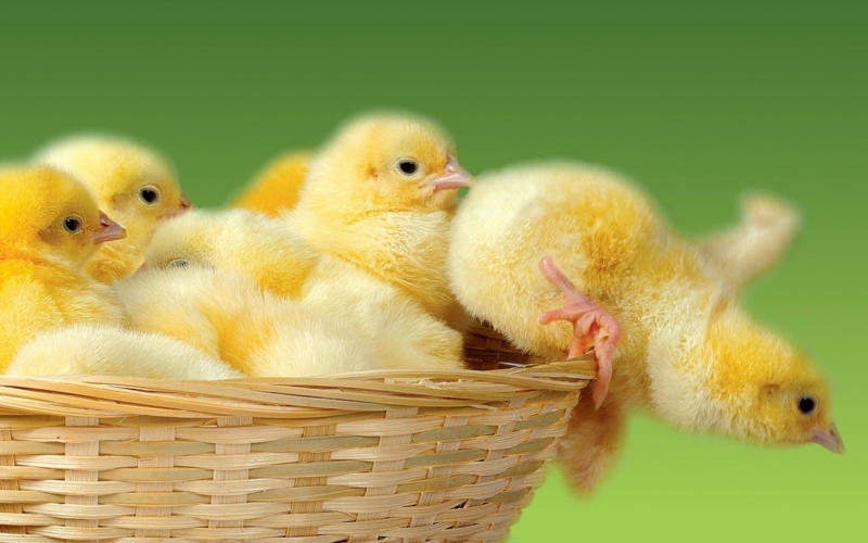 Cozy Basket of Yellow Baby Chicks Wallpaper