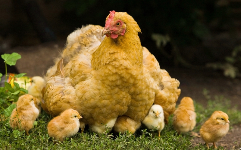 Cozy Farmhouse Chicken and Chick Wallpaper