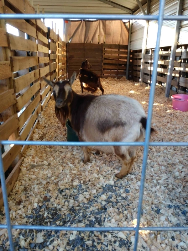 Cozy Goat Barn with Wood Shavings Flooring