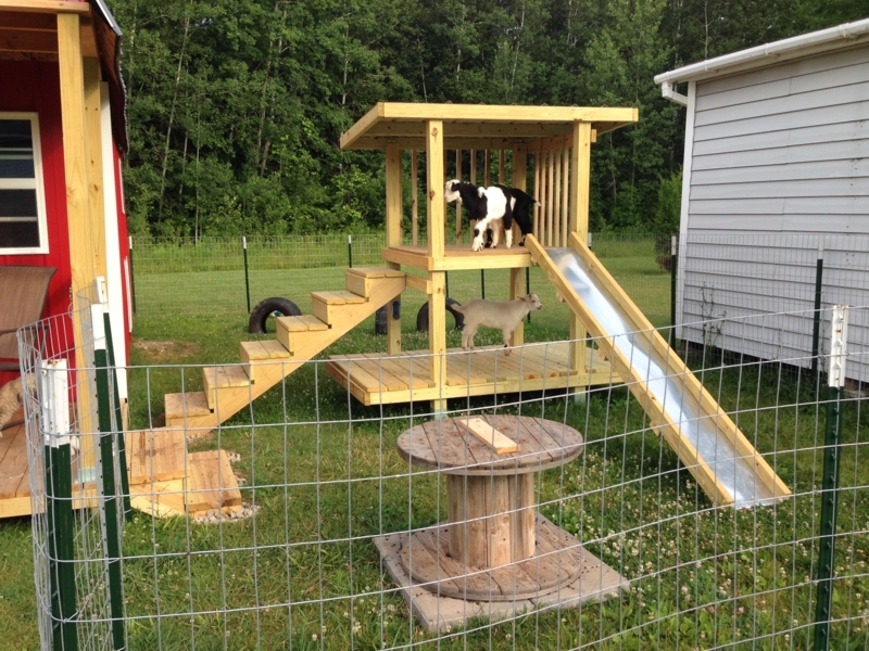 Creative Wooden Goat Playground in Outdoor Barn
