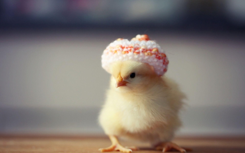 Cute Chicken Wallpapers - Top Free Cute Chicken Backgrounds ...