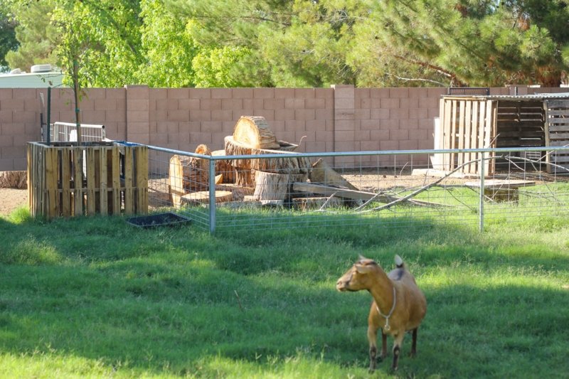 DIY Outdoor Goat Pen with Natural Elements