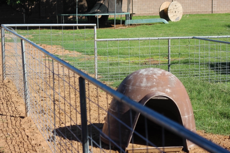 Durable Metal Goat Pen with Shelter Design