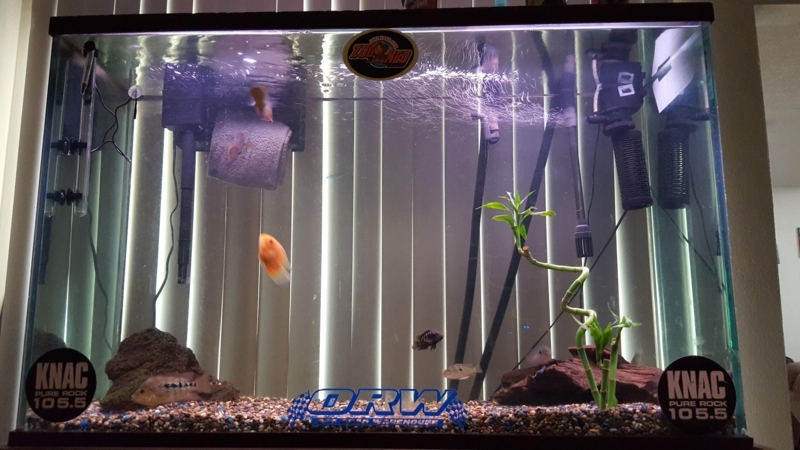 Elegant 110 Gallon Tall Aquarium with Natural Decor