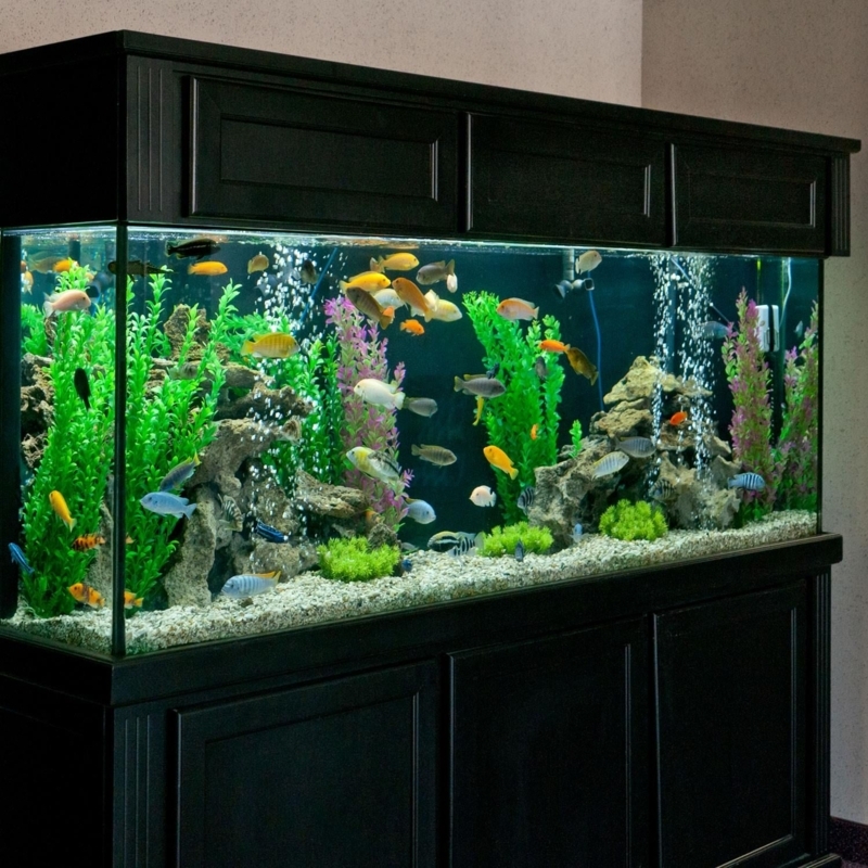 Elegant Large Aquarium with Black Wood Cabinet
