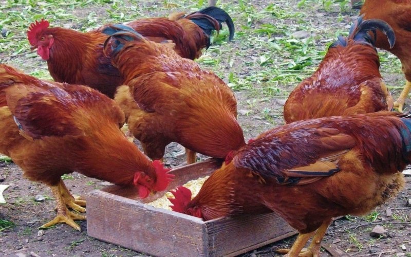 Fat Chickens Wallpapers - Wallpaper Cave