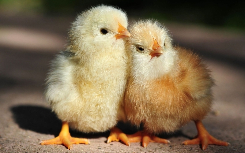 Free download Chicken Little Wallpaper animalgals [1600x1200] for your ...