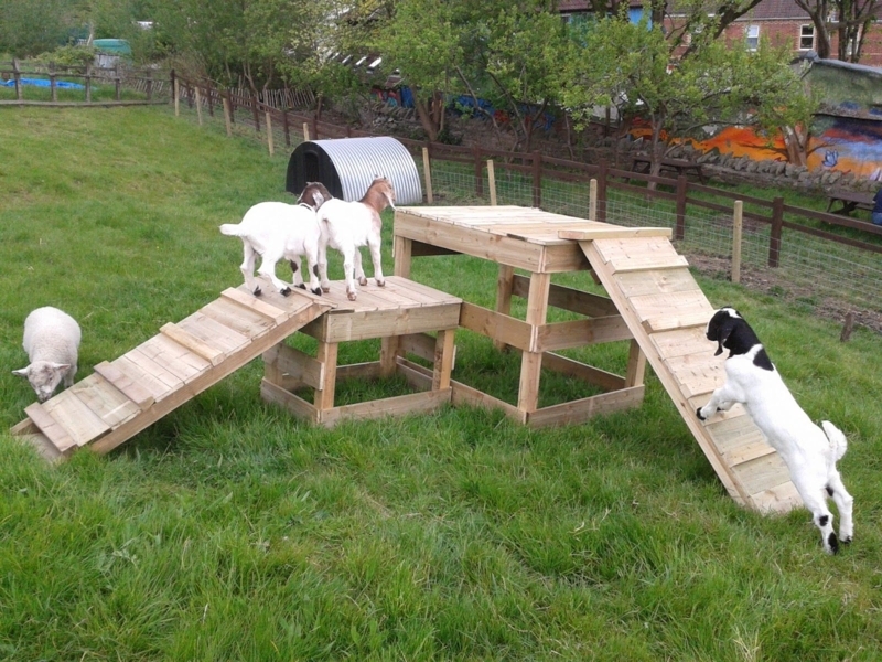 Goat Climbing Structures