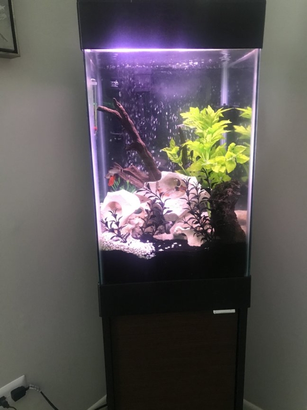 Modern 15 Gallon Tall Cube Aquarium with Plants