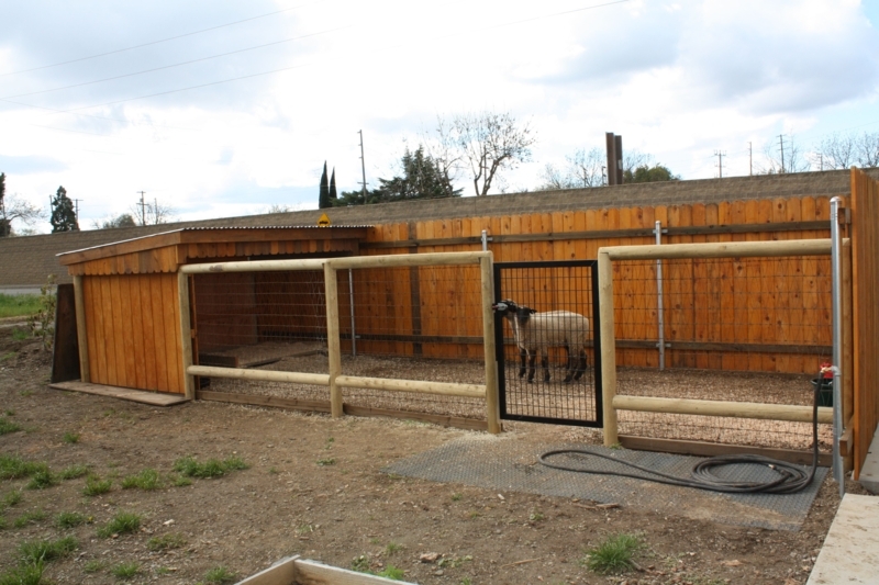Modern Wooden Goat Pen and Sheep Barn Design
