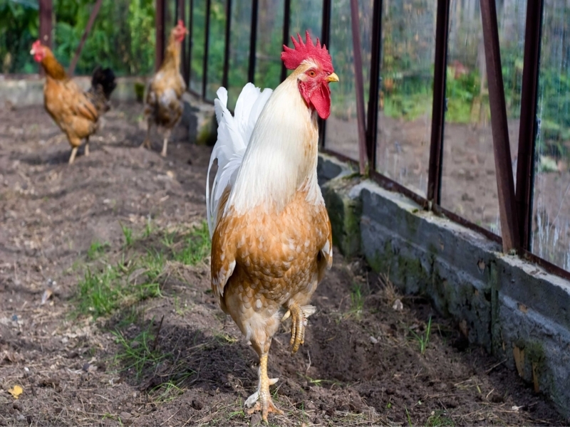Natural Farmyard Scene with Rooster and Hens