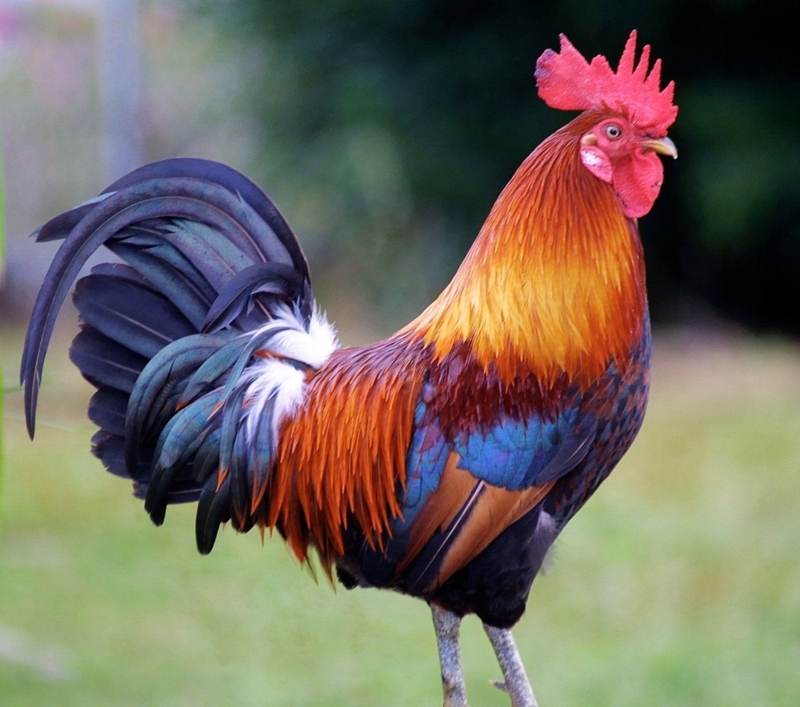 Rooster Wallpapers - Top Free Rooster Backgrounds - WallpaperAccess