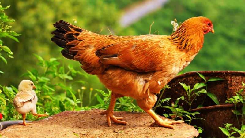 Chicken Wallpapers