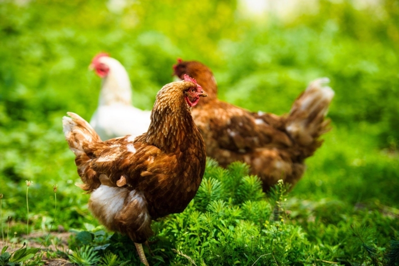 Rustic Chicken Farmyard with Greenery Background