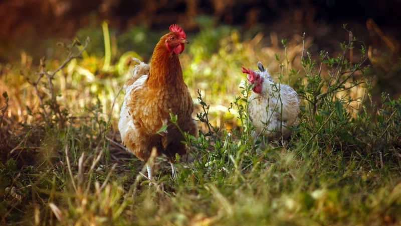Rustic Chickens in Natural Outdoor Setting