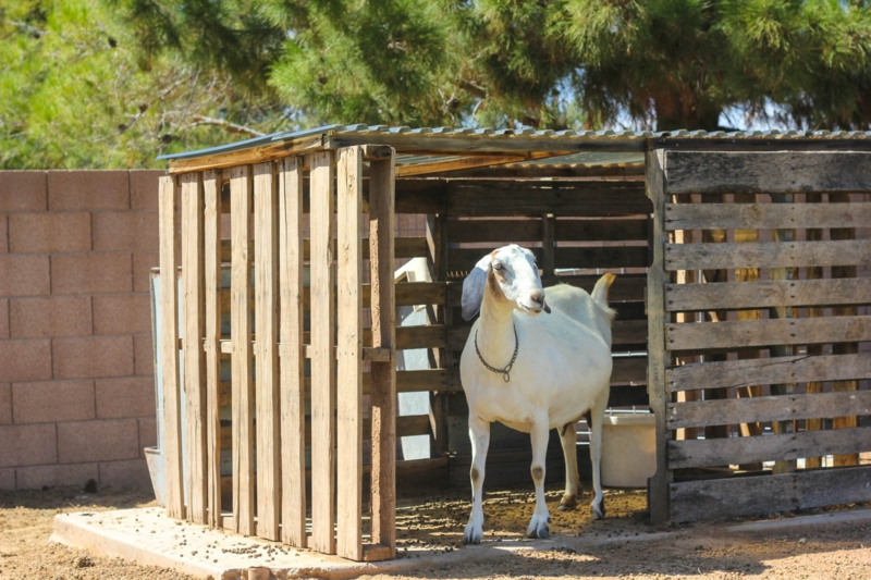 Goat Pens