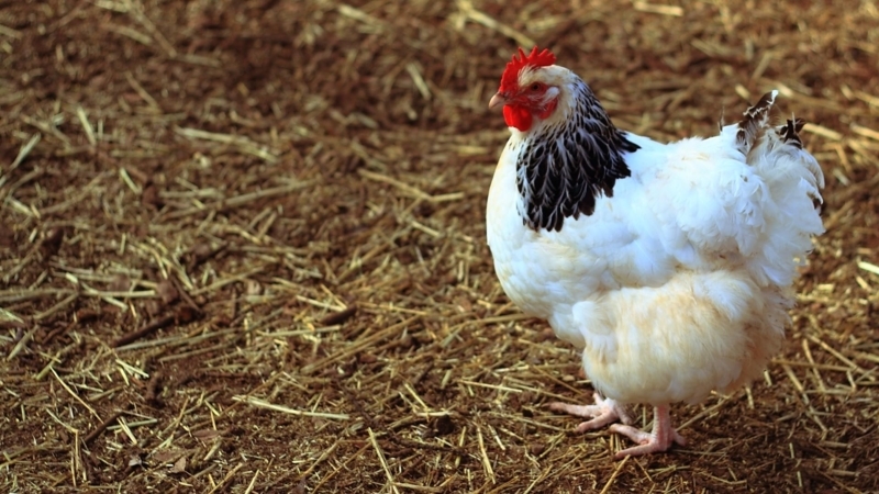Rustic Farmhouse Chicken Design Inspiration