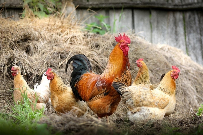 Rustic Farmyard Scene with Rooster and Hens