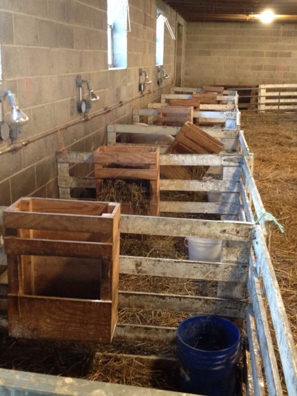 Rustic Lambing Pens in Goat Farming Barn