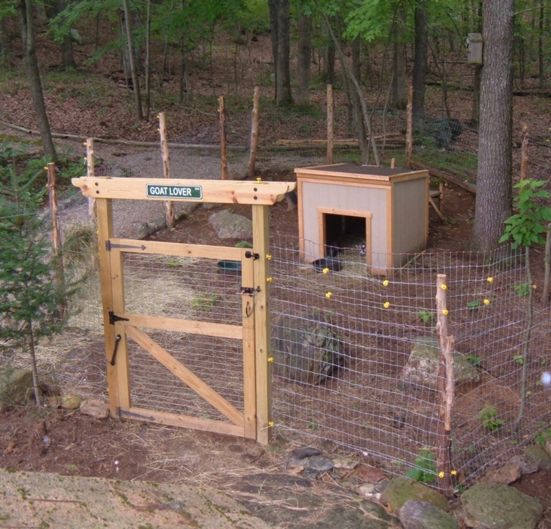 Rustic Pygmy Goat Pen with Wooden Gate