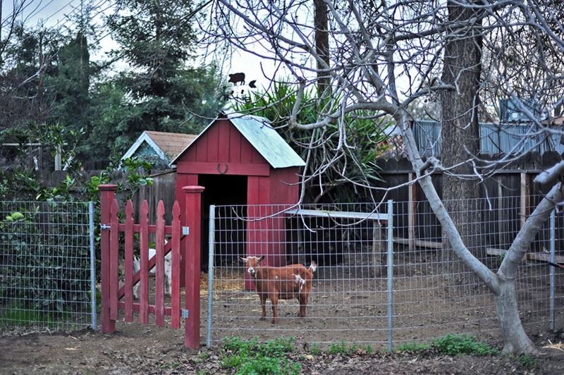 Rustic Red Goat Barn and Secure Pen Design