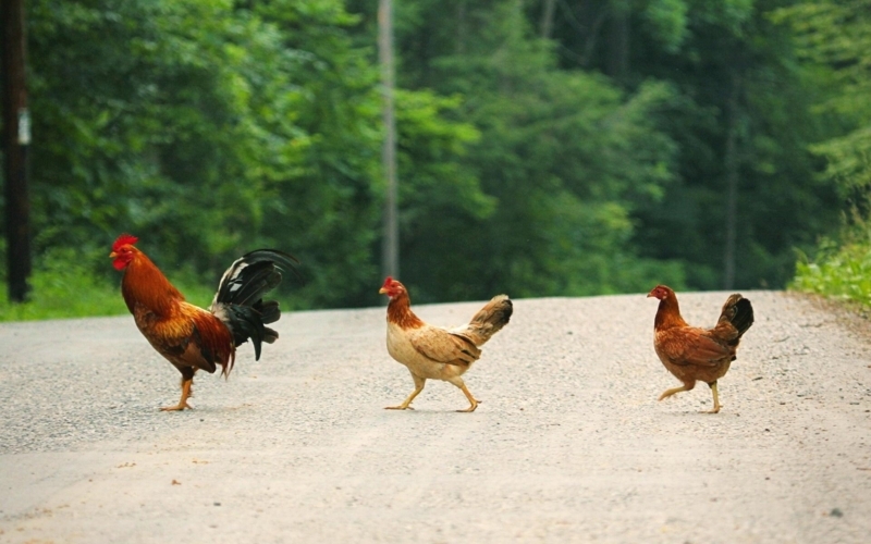 Rustic Road with Roaming Chickens in Nature