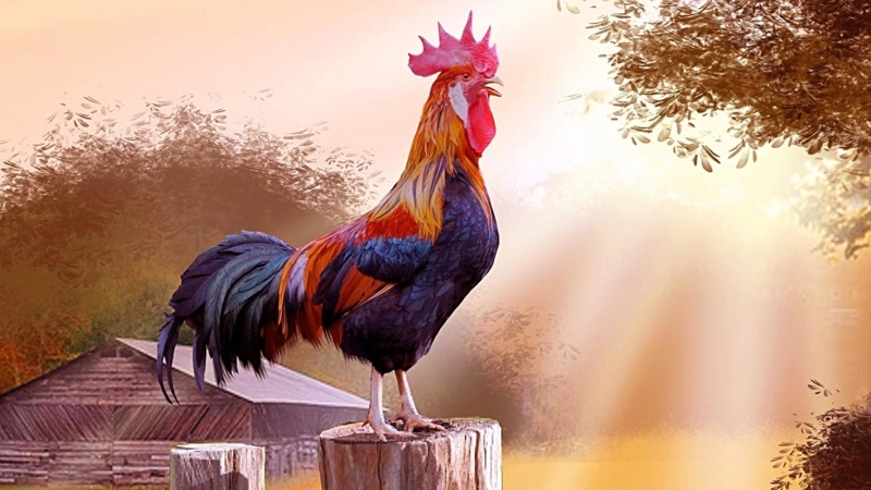 Rustic Rooster Wall Art for Farmhouse Decor