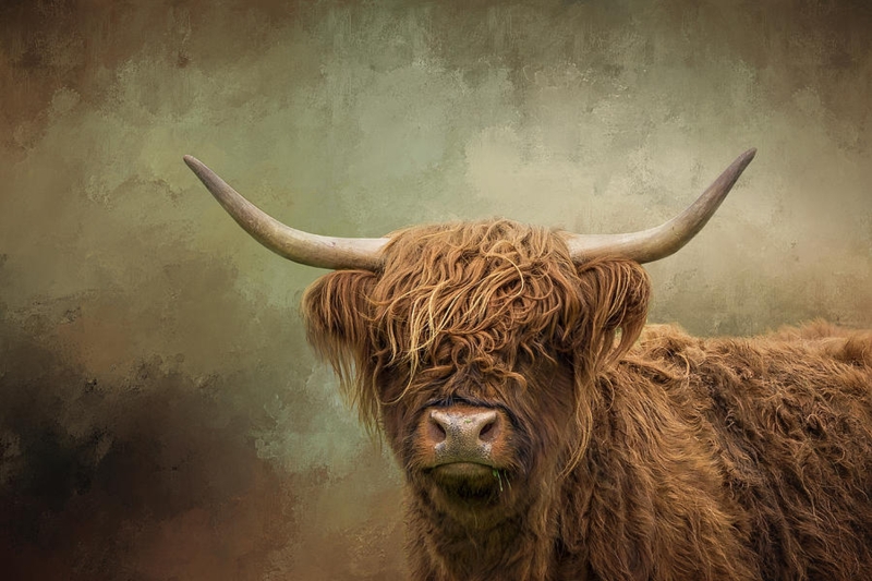Rustic Scottish Highland Cow Digital Art Print