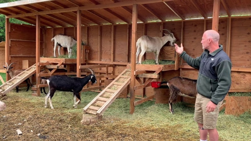 Rustic Wooden Goat Shelter with Elevated Platforms