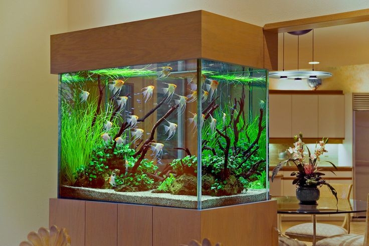 Stunning 200 Gallon Tall Aquarium with Lush Aquascape