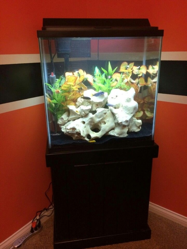Tall Aquarium Fish Tank with Natural Decorations