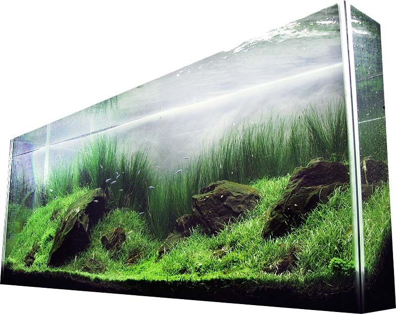 Tall Tank Aquascape - Aquascape Ideas