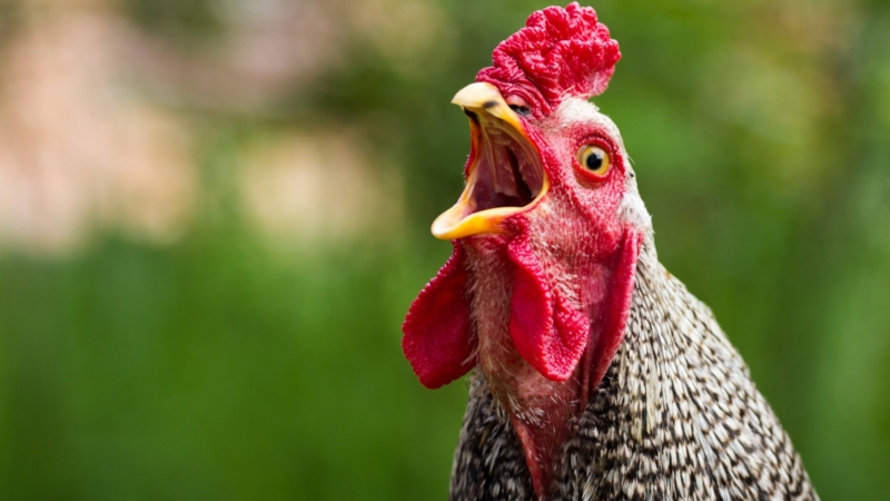 Vibrant Close-Up of Rooster in Natural Setting