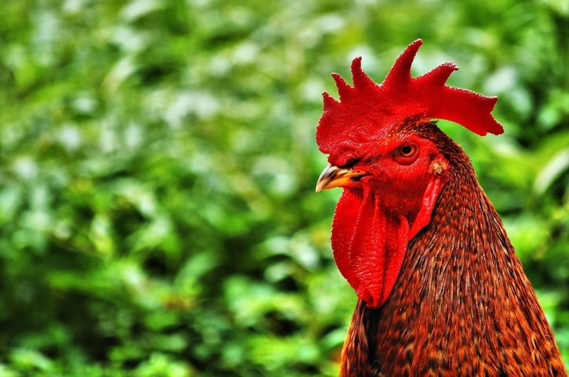 Vibrant Red Rooster Close-Up Wallpaper