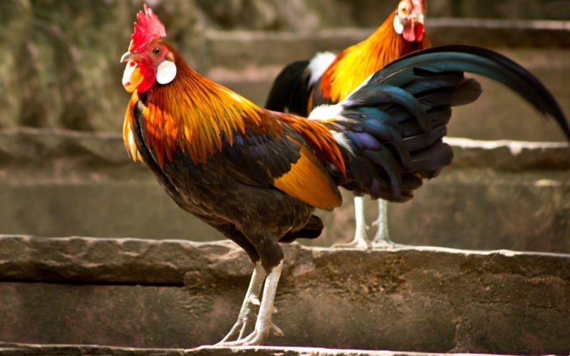 Vibrant Rooster on Rustic Stone Steps