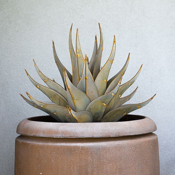 Agaves  Desert Steel Co. | Agaves, Xeriscape, Cactus craft