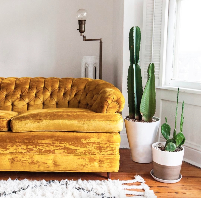 Mustard Yellow Velvet Tufted Sofa with Green Cacti