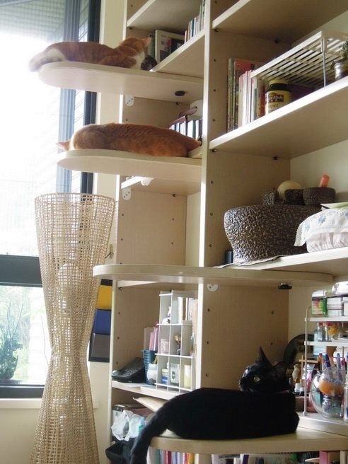 adding additional shelves to the bookshelves for cat steps | Cat ...