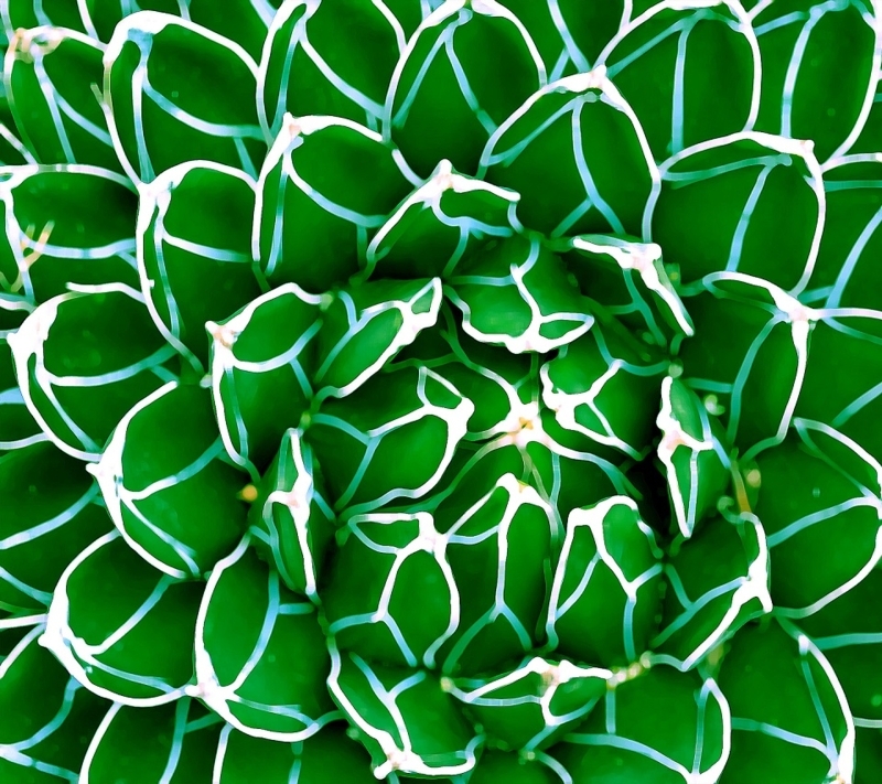 Close-Up Green Floral Pattern Wallpaper Design