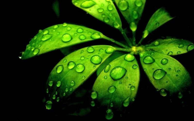 Close-Up of Green Leaves with Water Droplets