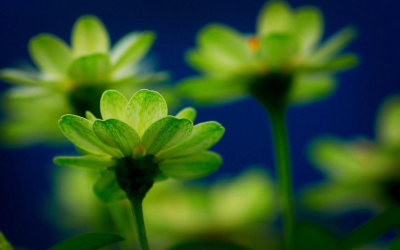 Close-up of Vibrant Green Flowers on Blue Background