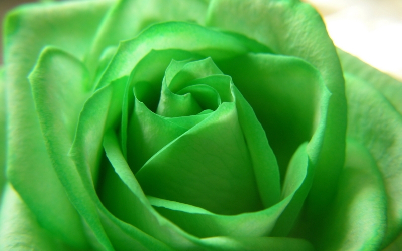 Close-Up of Vibrant Green Rose Flower