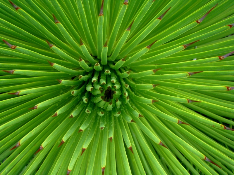 Close-Up of Vibrant Green Spiky Plant Texture