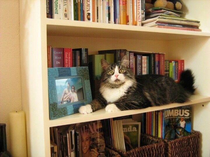 Cozy Cat Resting on Stylish Bookshelf