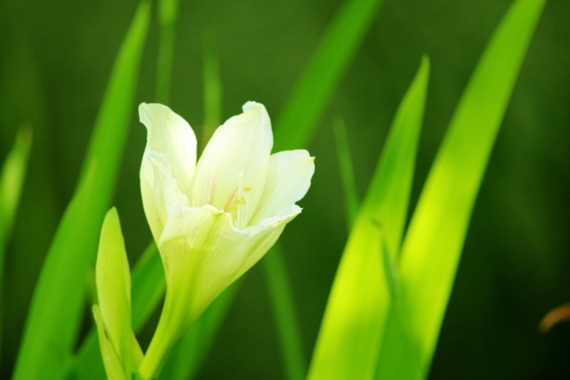 Delicate White Flower with Vibrant Green Foliage
