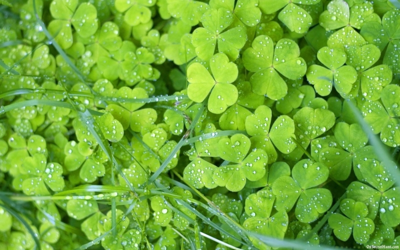 Fresh Green Clover Leaves with Dew Drops Close-up