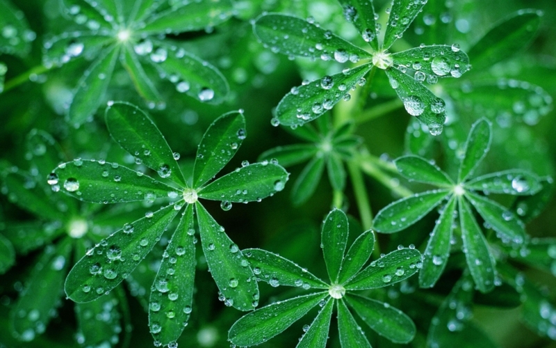 Fresh Green Leaves with Water Droplets Wallpaper