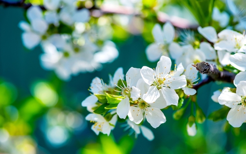 Fresh White Blossoms with Vibrant Green Background