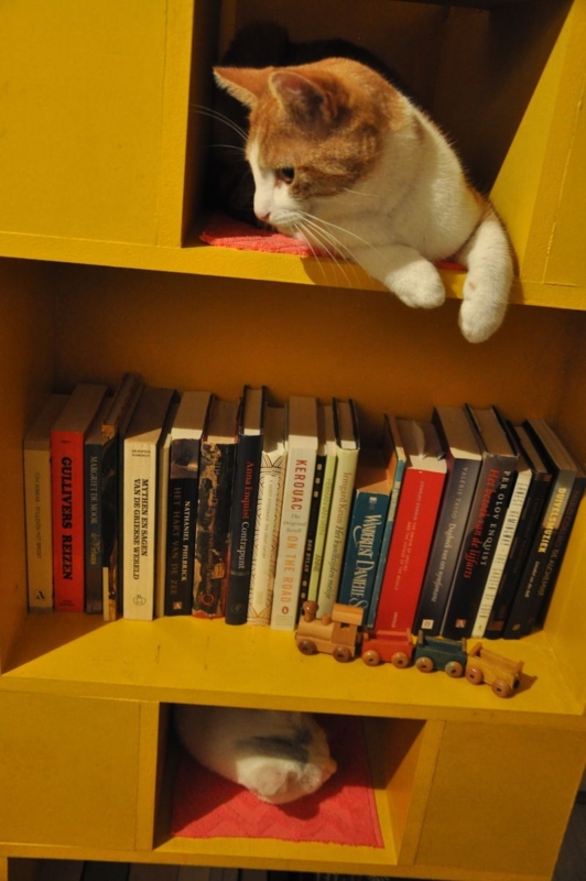 Inspired by the original cat-bookcase, I made my own! And my cats love ...